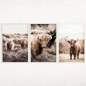 Highland Cow Set of 3 Printable Photography, Scottish Cow 3 Pieces Wall Art, Farm Animal Canvas, Western Large Wall Art, Rustic Cattle Print