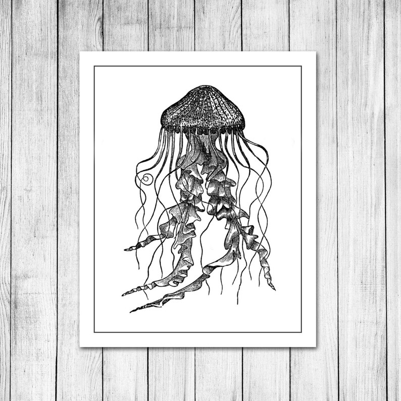 Vintage Jellyfish Illustration Scientific Sketch Customizable Etsy