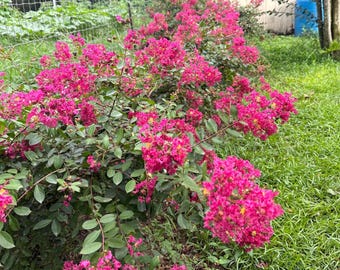 Sacramento Miniature Crape Myrtle: A Weeping Gem with Dark Watermelon Red Flowers