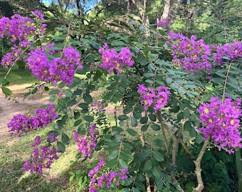 New Orleans Crape Myrtle: Sprawling Branches with Light Purple Flowers