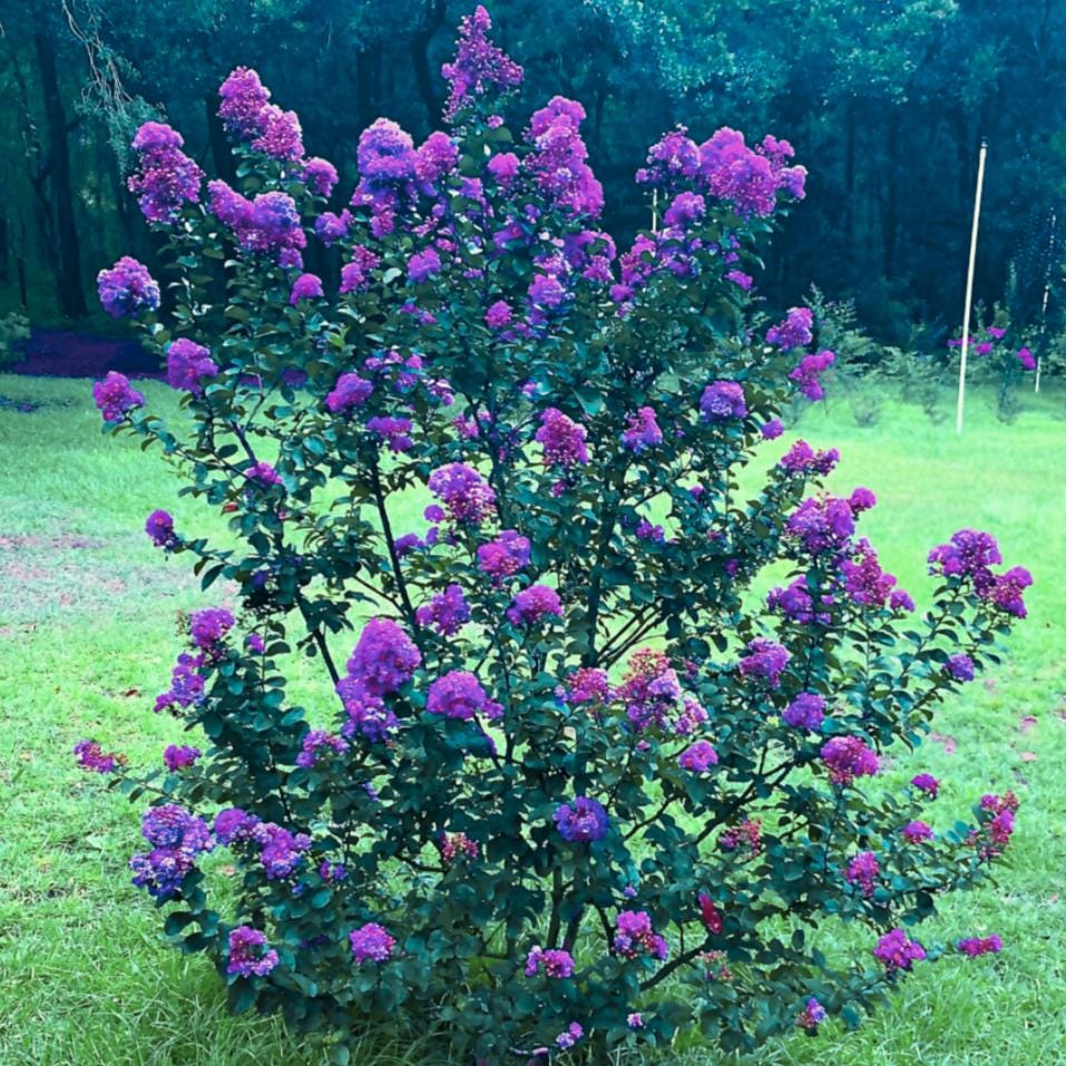 Blue Amethyst™ Crape Myrtle: True Darkest Purple Flowers Available