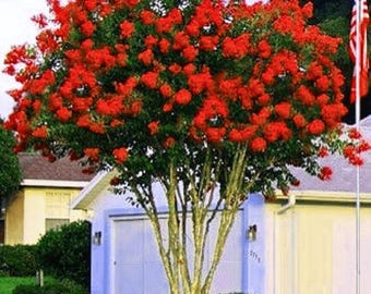 Dallas Red Crape Myrtle: Striking Red Blooms and Dynamic Foliage
