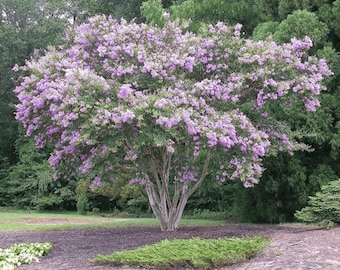 Lipan Crape Myrtle: Rich Lavender Flowers on a Long Weeping Branches