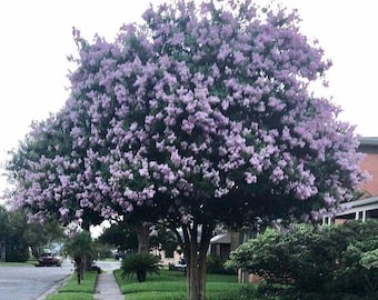 Apalachee Crape Myrtle: Huge Lavender-Blue Flowers on a Fast-Growing Shade Tree