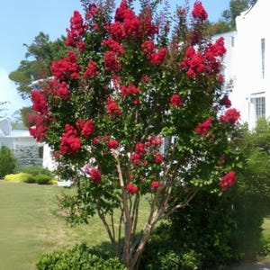 Victor Crape Myrtle: Stunning Maraschino Cherry Red Blooms for Your Landscape