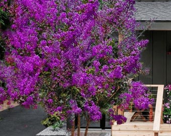 Miss Sandra Crape Myrtle: Stunning Purple Blooms and Year-Round Interest