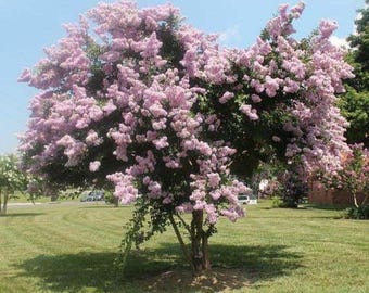 Near East Crape Myrtle: Exquisite Soft Pink Weeping Beauty for Your Landscape