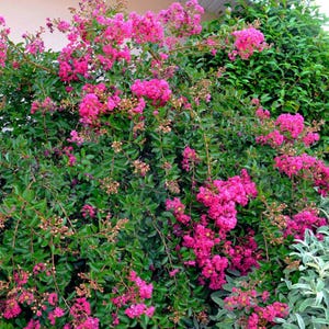 Creole Crape Myrtle Miniature: A Weeping Beauty with Layering Branches and Saturated Watermelon Red Blooms