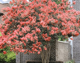 Miami Crape Myrtle: Vibrant Tropical Beauty and Fast-Growing Shade