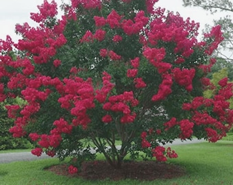 Cherokee Crape Myrtle: Lush Wine-Red Color Perfect for Hedges and Borders
