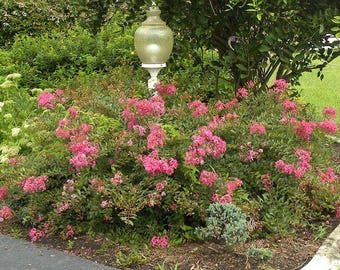 Worlds Fair Crape Myrtle: An Airy, Mounding Beauty with Mellow Magenta Blooms
