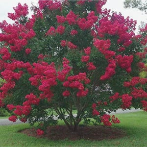 Cherokee Crape Myrtle: Lush Wine-Red Color Perfect for Hedges and Borders