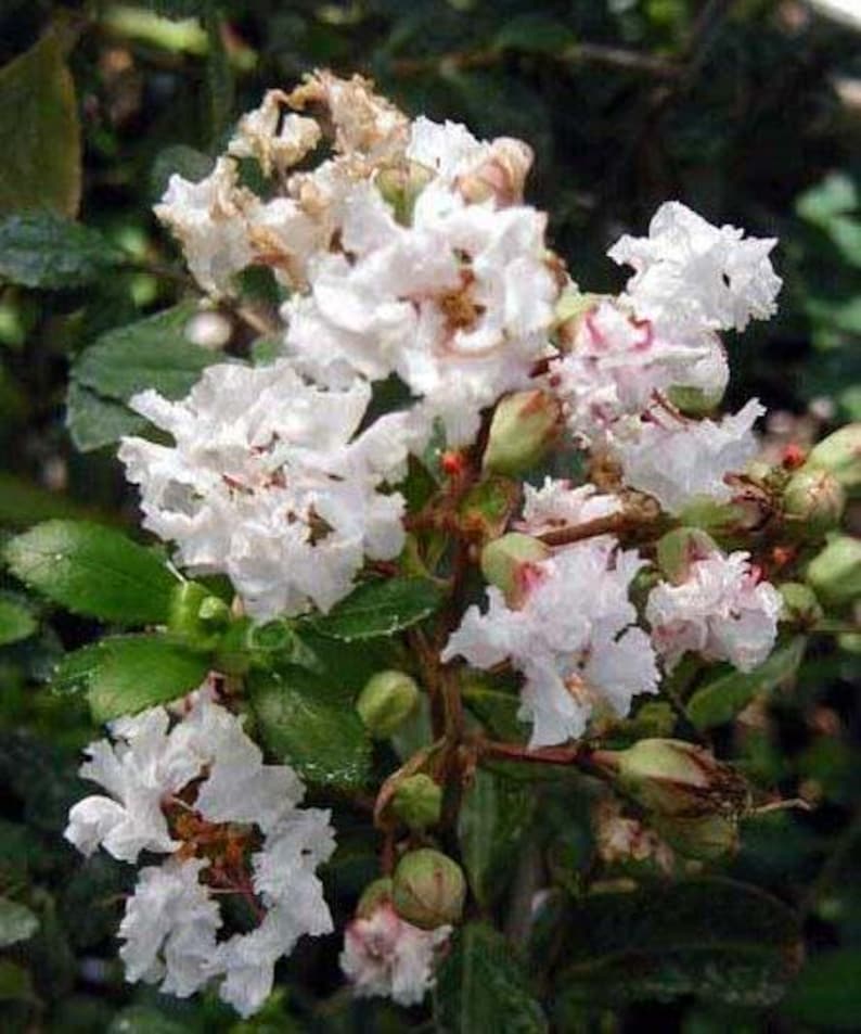 Acoma Crape Myrtle: Elegant, Crisp Snow-white Weeping Beauty for Your ...