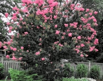 Sioux Crape Myrtle: Vibrant Bright Pink Blooms and Graceful Beauty