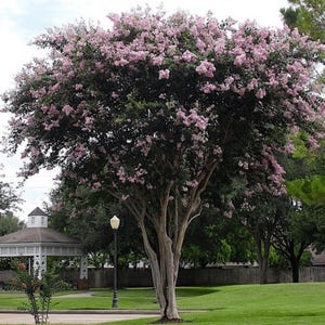 Bashams Party Pink Crape Myrtle: Rapid Growth with Delicate Pink Blooms