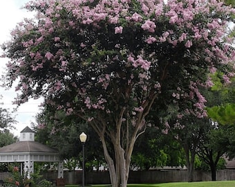 Bashams Party Pink Crape Myrtle: Rapid Growth with Delicate Pink Blooms