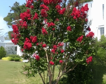 Victor Crape Myrtle: Stunning Maraschino Cherry Red Blooms for Your Landscape