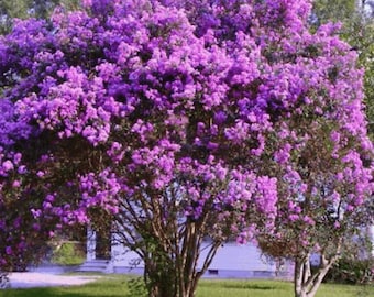 Catawba Crape Myrtle: Pure Purple Elegance with Outstanding Fall Foliage