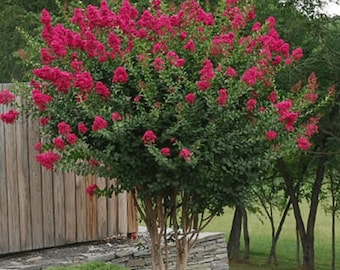 Tonto Crape Myrtle: Vibrant Beauty and Exceptional Hardiness for Your Landscape
