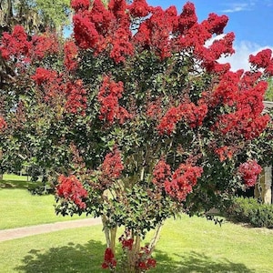 Miss Francis Crape Myrtle: Fast-Growing Elegance and Striking Red Blooms