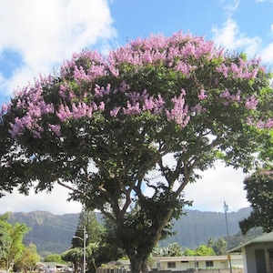 Kings Crape Myrtle, Lagerstroemia Floribunda: The Ultimate Tropical Giant