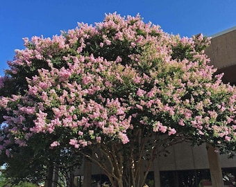 Biloxi Crape Myrtle: Fast-Growing Shade Tree with Delicate Baby Pink Blooms