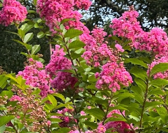 Cotton Candy Passion™ Crape Myrtle: Sweet and Vibrant Blooms