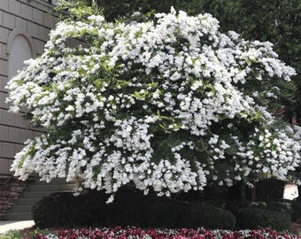 Acoma Crape Myrtle: Elegant, Crisp Snow-White Weeping Beauty for Your Landscape