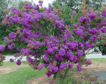 Velmas Royal Delight Crape Myrtle: Extremely Dark Purple Flowers Adorn this Unique Tree
