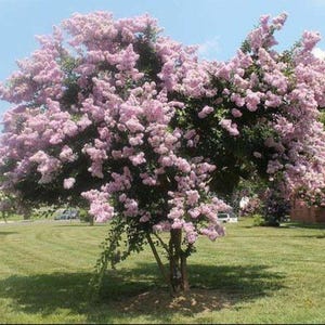 Near East Crape Myrtle: Exquisite Soft Pink Weeping Beauty for Your Landscape