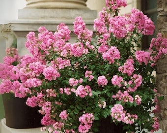 Bi Color Crape Myrtle: A Stunning Display of Pink and White Blooms
