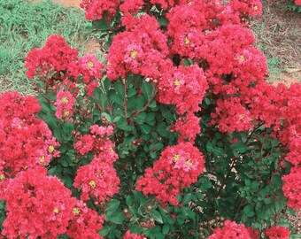 Chisam Fire Crape Myrtle: A Miniature Marvel with Large, Fragrant Cherry Red Blooms