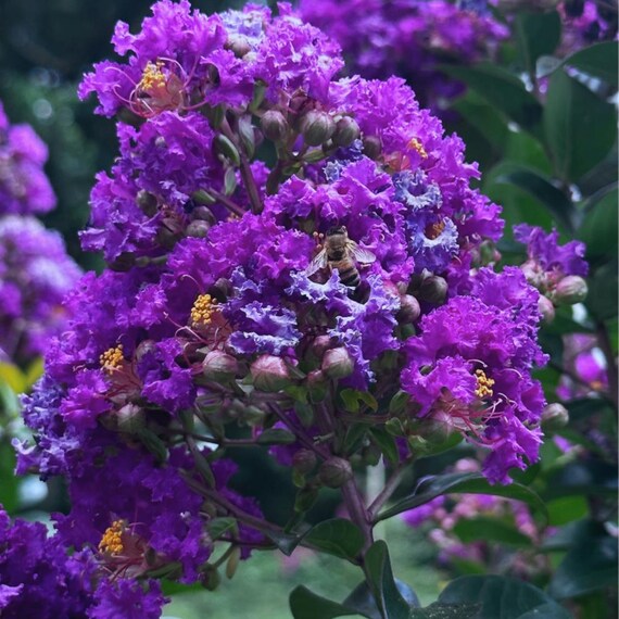 Blue Amethyst™ Crape Myrtle: True Darkest Purple Flowers Available