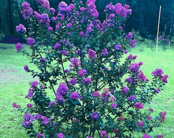Blue Amethyst™ Crape Myrtle: True Darkest Purple Flowers Available