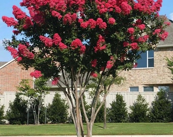 Centennial Spirit Crape Myrtle: Saturated Dark Watermelon Red Blooms