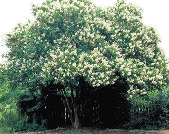 Townhouse Crape Myrtle: Extremely Rare Elegance and Stunning Beauty