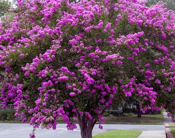 Twilight Crape Myrtle: Sunset Purple Flowers on a Fast Growing, Elegant Tree