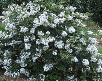 Kiowa Crape Myrtle: Compact Elegance for Landscape Privacy Hedges and Borders
