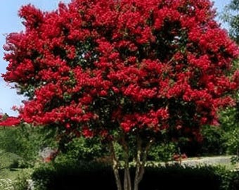 Carolina Red Crape Myrtle: Blood Red Blooms on a Unique Narrow Form