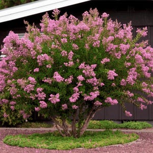 Hopi Crape Myrtle: Vibrant, Fragrant Blooms for Your Landscape, Pollinator Favorite