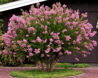 Hopi Crape Myrtle: Vibrant, Fragrant Blooms for Your Landscape, Pollinator Favorite