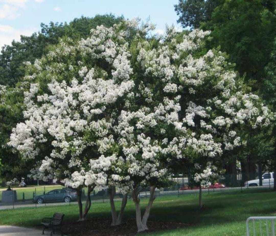 Sarahs Favorite Crape Myrtle: Huge Elegant, Crisp White Blooms Adorn ...