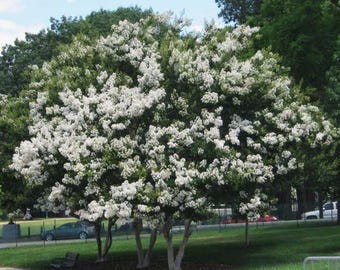 Sarahs Favorite Crape Myrtle: Huge Elegant, Crisp White Blooms Adorn this Shade Tree