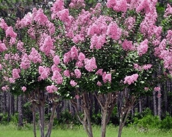 Pecos Crape Myrtle: Light Pink Flowers on Dark Green Leaves, Elegant Color and Continuous Summer Blooms