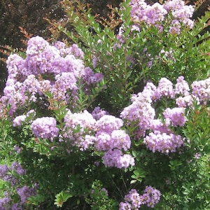Lafayette Miniature Crape Myrtle: Extremely Light Lavender Flowers on a Unique Weeping Bush