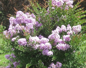 Lafayette Miniature Crape Myrtle: Extremely Light Lavender Flowers on a Unique Weeping Bush