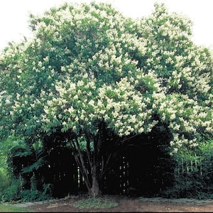 Townhouse Crape Myrtle: Extremely Rare Elegance and Stunning Beauty