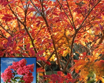 William Toovey Crape Myrtle: Amazing Bark and Year-Round Beauty with Vibrant Blooms