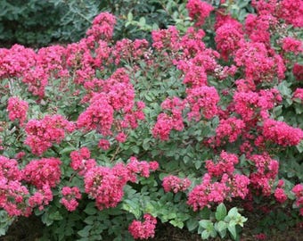 Baton Rouge Crape Myrtle: A Miniature Marvel with Rich Watermelon Red Blooms