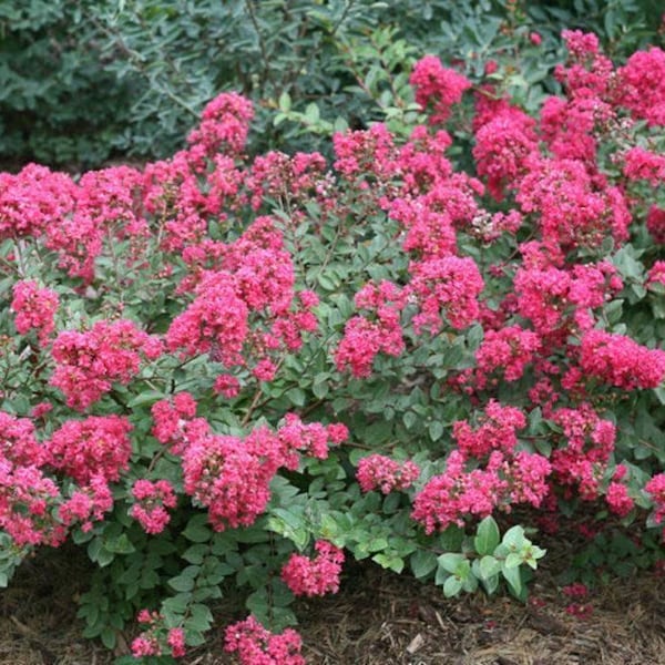 Crape Myrtle de Baton Rouge: una maravilla en miniatura con flores de color rojo sandía intenso